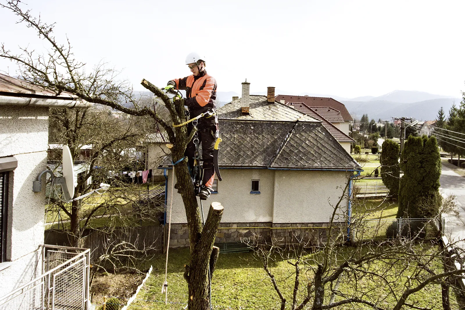 Baumschnitt und Heckenschnitt